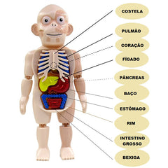 Corpo Humano Educativo